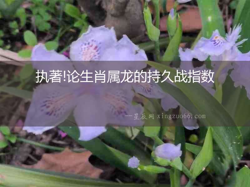 執著!論生肖屬龍的持久戰指數