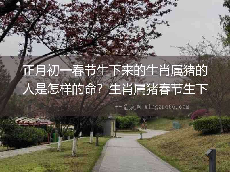 正月初一春節生下來的生肖屬豬的人是怎樣的命？生肖屬豬春節生下來怎么樣？