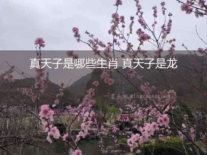 真天子是哪些生肖 真天子是龍