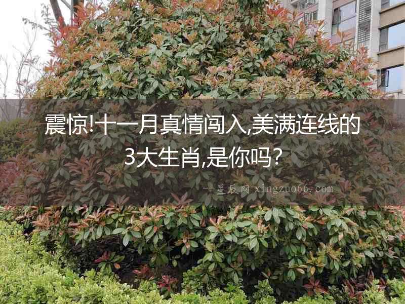 震驚!十一月真情闖入,美滿連線的3大生肖,是你嗎？