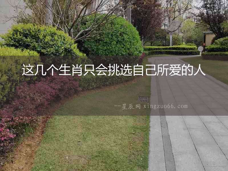 這幾個生肖只會挑選自己所愛的人