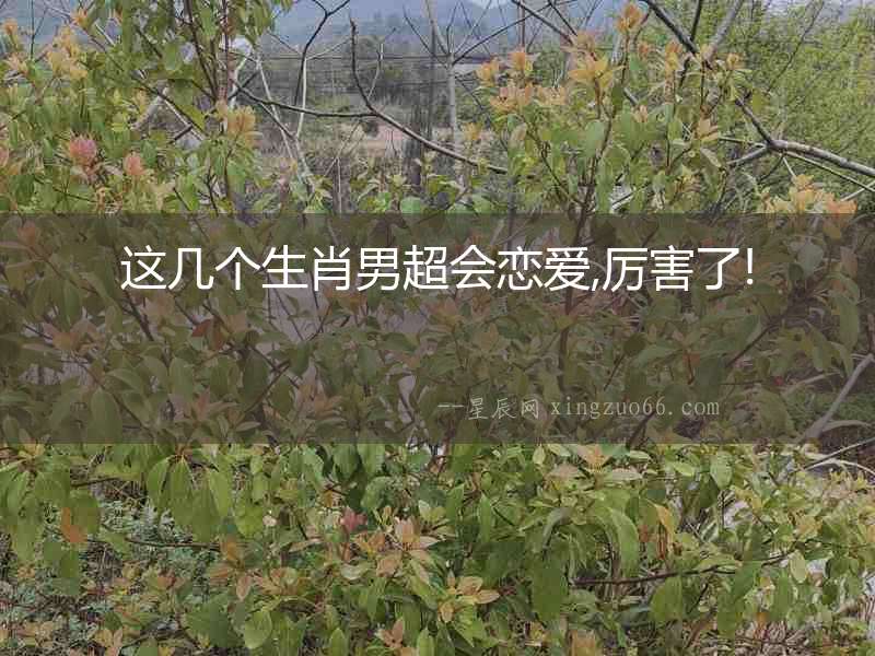 這幾個生肖男超會戀愛,厲害了!