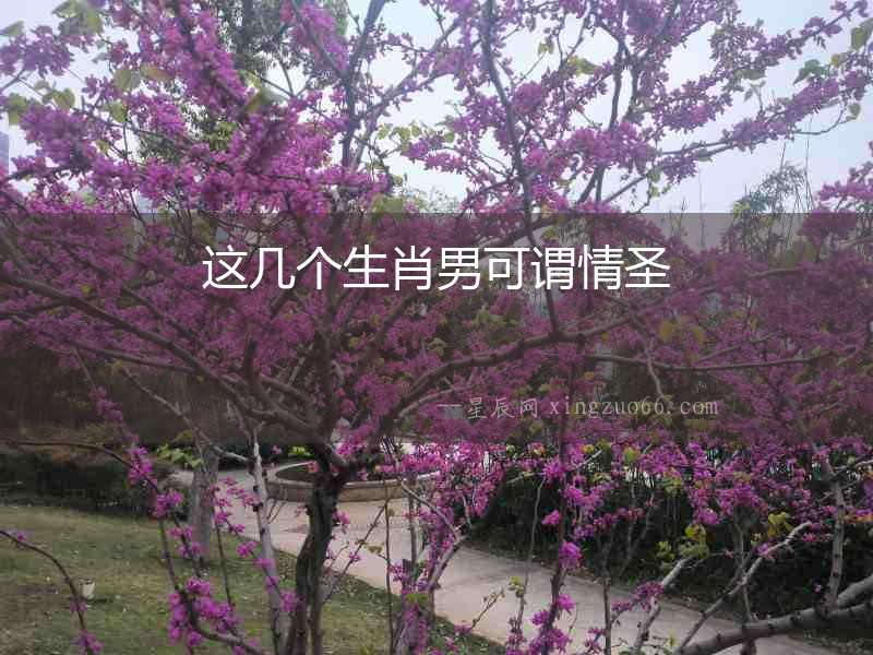 這幾個生肖男可謂情圣