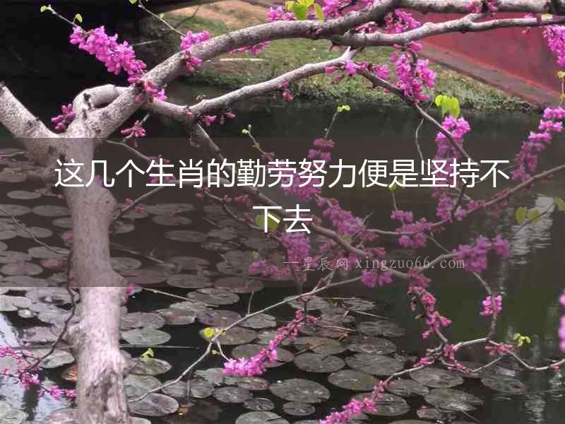 這幾個(gè)生肖的勤勞努力便是堅(jiān)持不下去