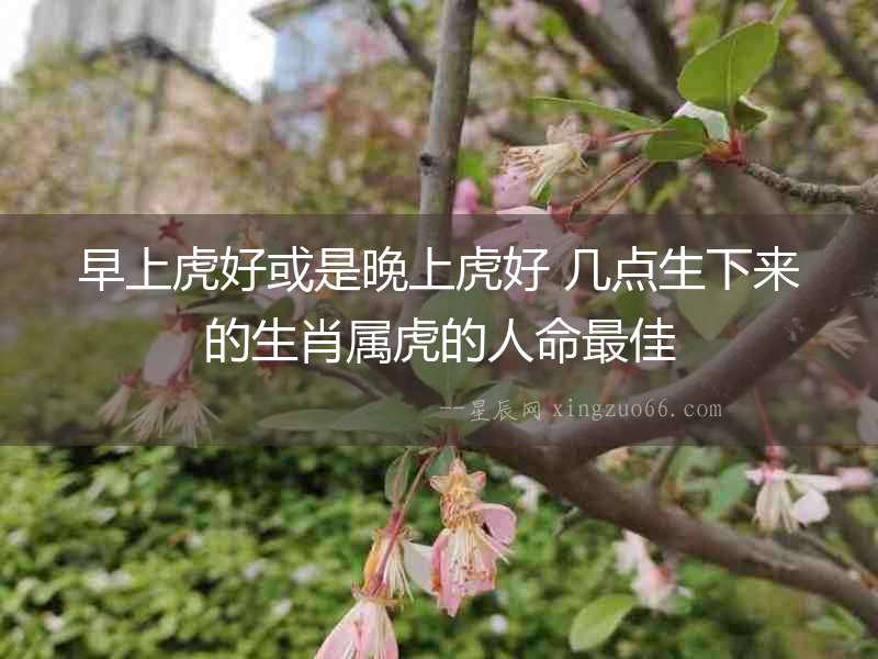 早上虎好或是晚上虎好 幾點生下來的生肖屬虎的人命最佳