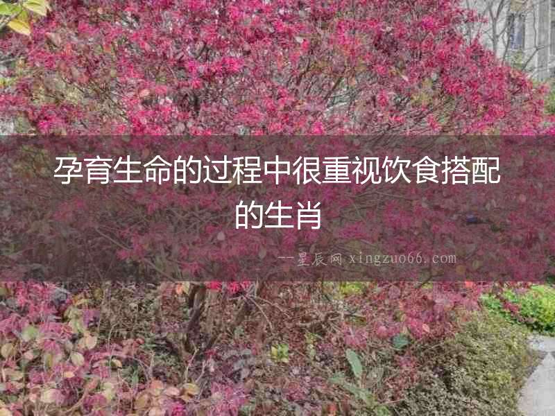 孕育生命的過程中很重視飲食搭配的生肖