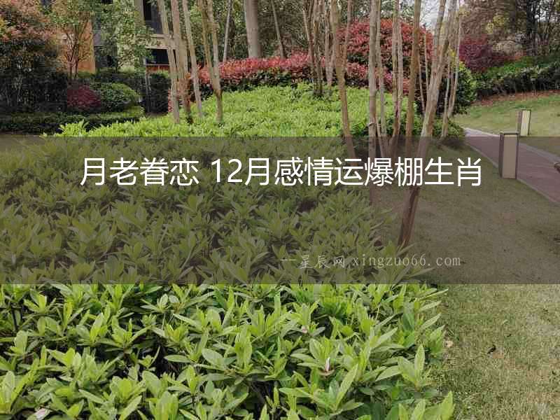 月老眷戀 12月感情運爆棚生肖
