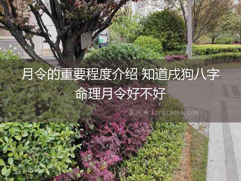 月令的重要程度介紹 知道戌狗八字命理月令好不好