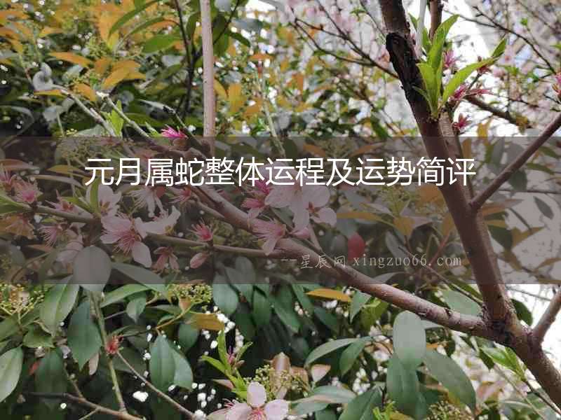元月屬蛇整體運程及運勢簡評