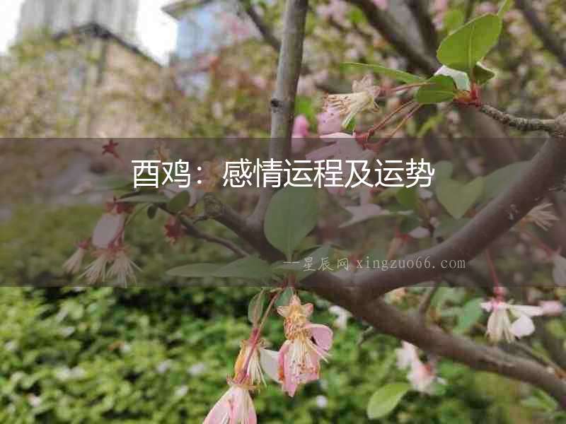 酉雞：感情運(yùn)程及運(yùn)勢(shì)