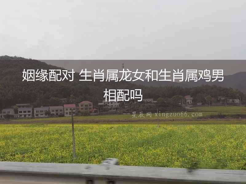 姻緣配對 生肖屬龍女和生肖屬雞男相配嗎