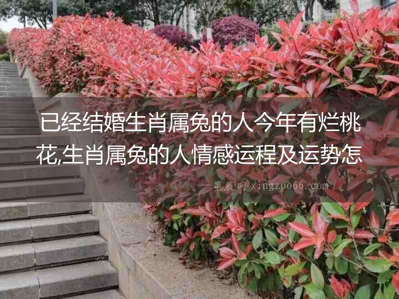 已經結婚生肖屬兔的人今年有爛桃花,生肖屬兔的人情感運程及運勢怎樣