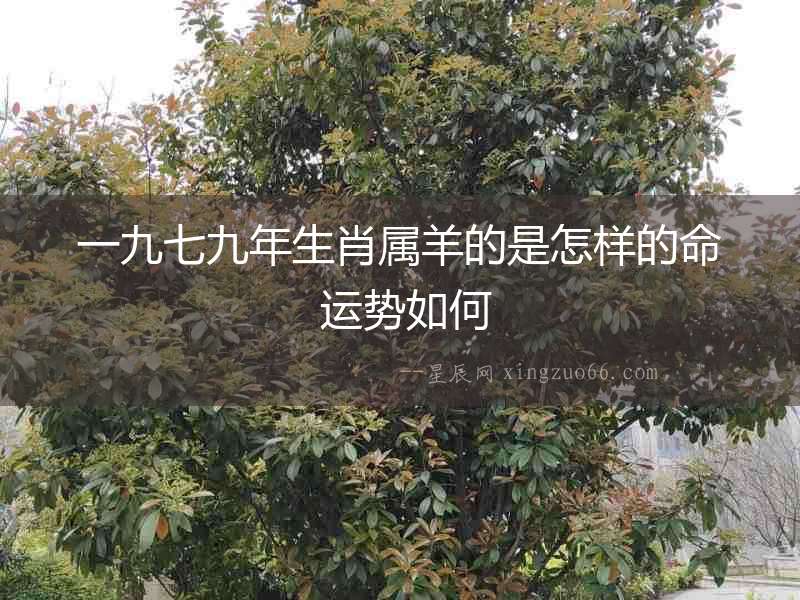一九七九年生肖屬羊的是怎樣的命 運(yùn)勢如何