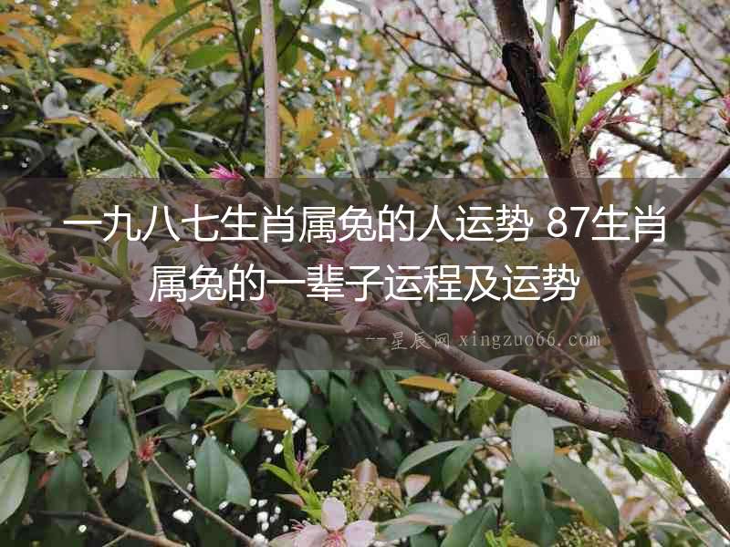 一九八七生肖屬兔的人運勢 87生肖屬兔的一輩子運程及運勢