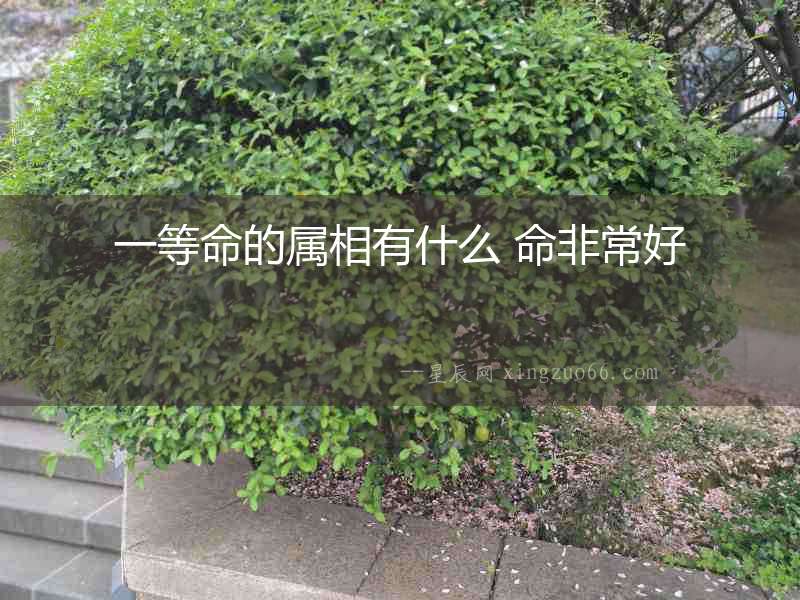 一等命的屬相有什么 命非常好