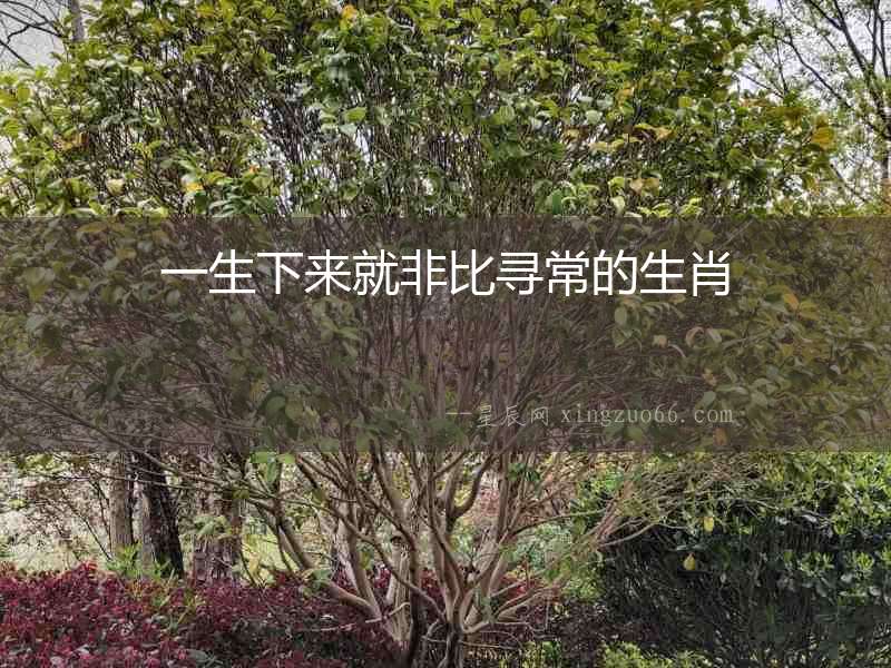 一生下來就非比尋常的生肖