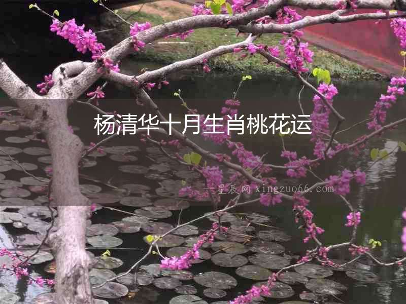 楊清華十月生肖桃花運