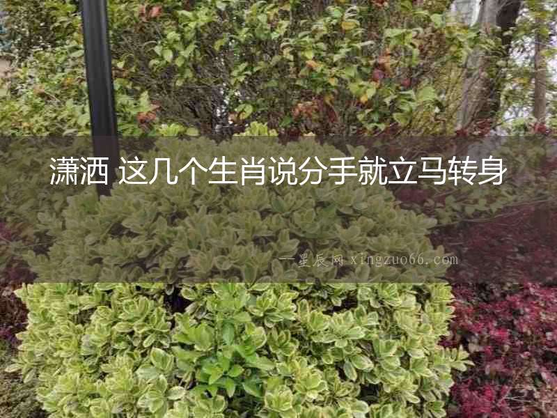 瀟灑 這幾個(gè)生肖說(shuō)分手就立馬轉(zhuǎn)身