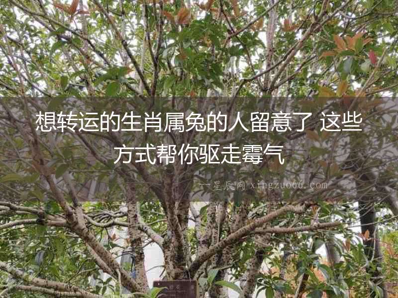 想轉(zhuǎn)運的生肖屬兔的人留意了 這些方式幫你驅(qū)走霉氣