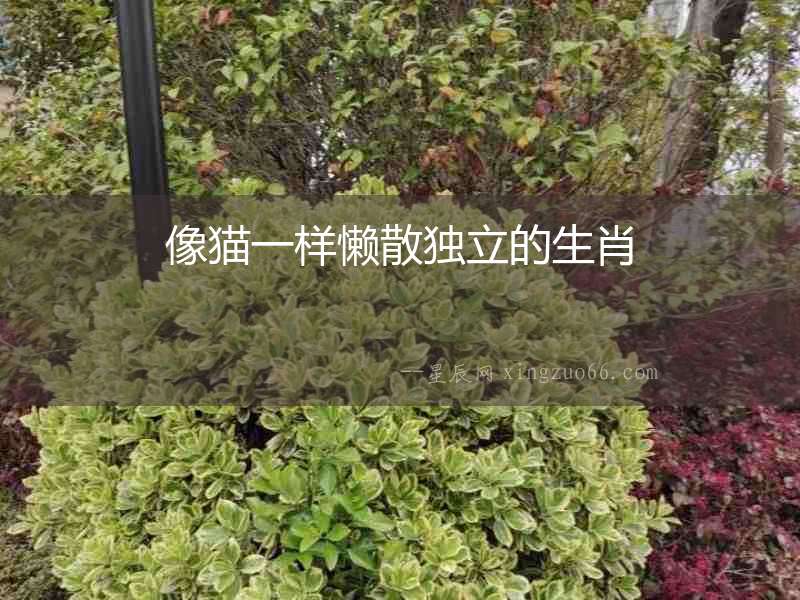 像貓一樣懶散獨立的生肖