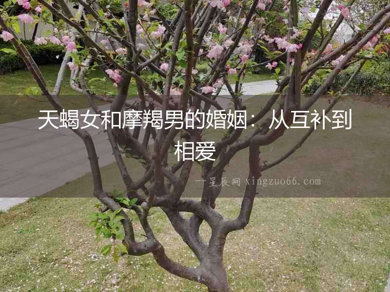 天蝎女和摩羯男的婚姻：從互補到相愛