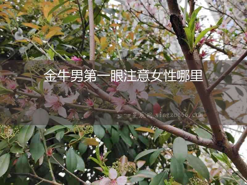 金牛男第一眼注意女性哪里