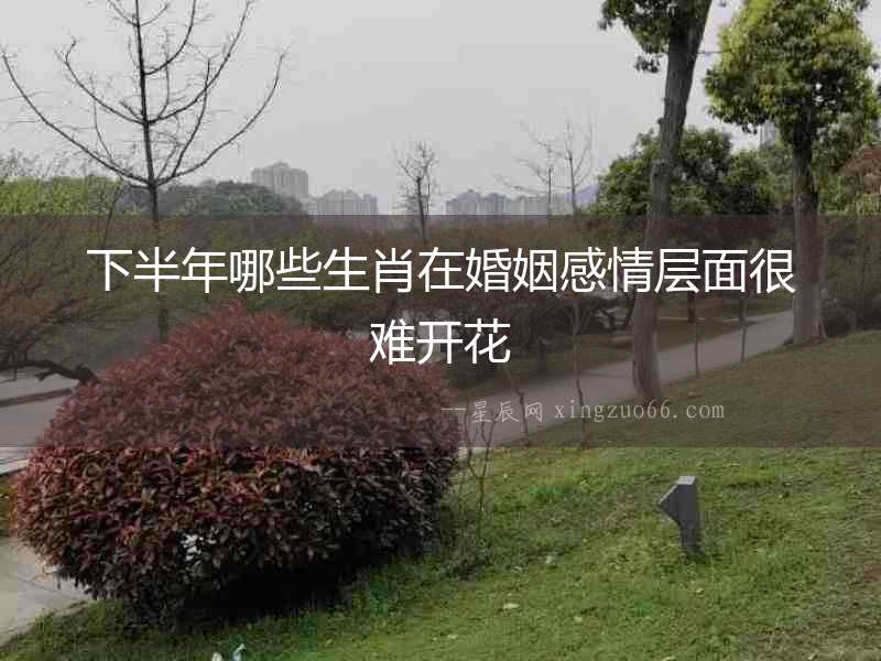 下半年哪些生肖在婚姻感情層面很難開花