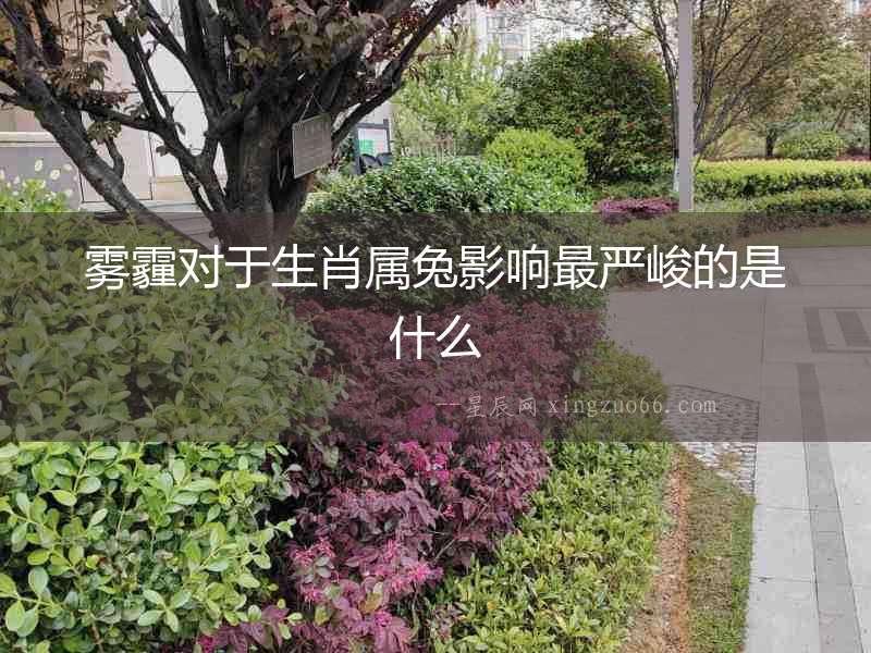霧霾對于生肖屬兔影響最嚴(yán)峻的是什么