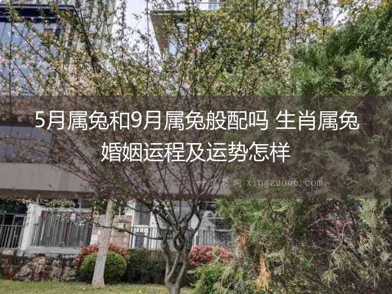5月屬兔和9月屬兔般配嗎 生肖屬兔婚姻運程及運勢怎樣