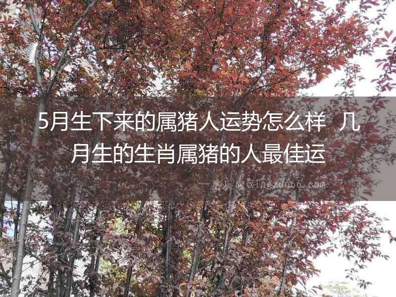 5月生下來的屬豬人運勢怎么樣  幾月生的生肖屬豬的人最佳運