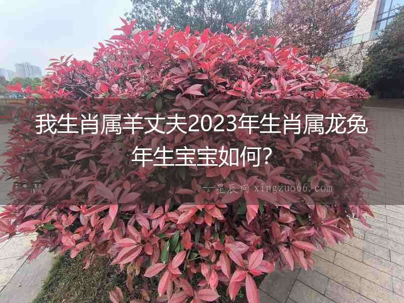 我生肖屬羊丈夫2023年生肖屬龍兔年生寶寶如何？