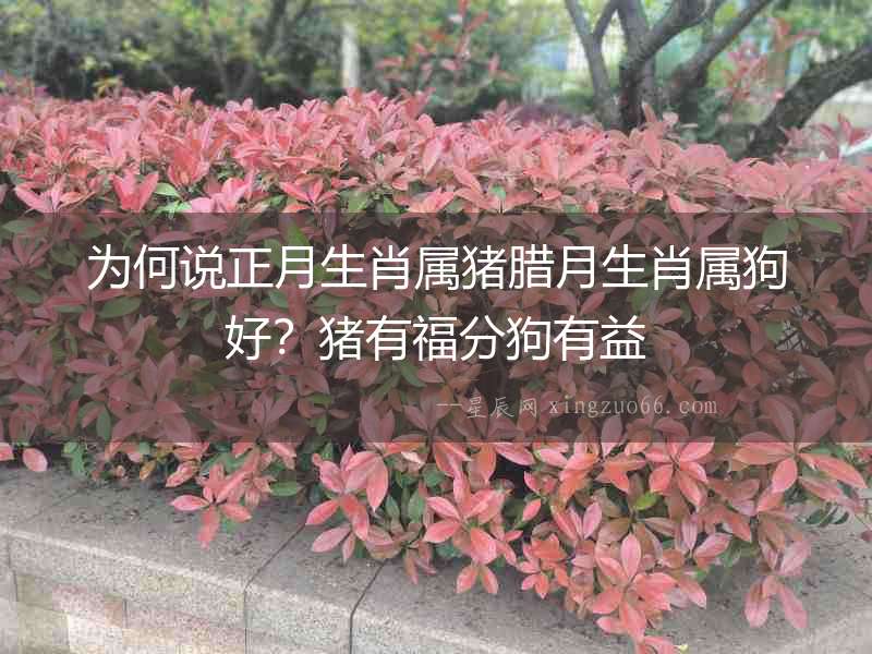 為何說正月生肖屬豬臘月生肖屬狗好？豬有福分狗有益