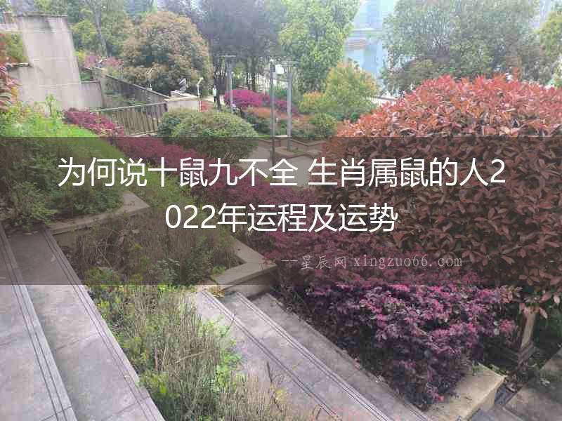為何說十鼠九不全 生肖屬鼠的人2022年運程及運勢