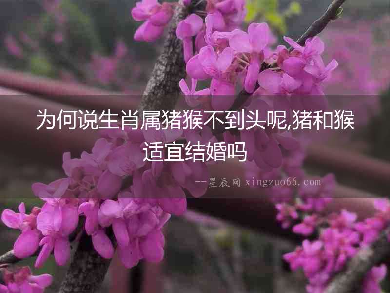 為何說生肖屬豬猴不到頭呢,豬和猴適宜結婚嗎