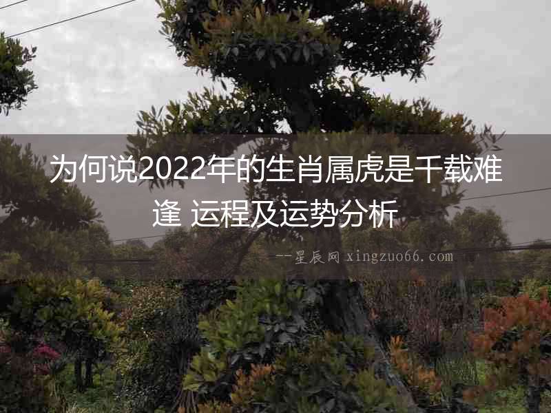 為何說2022年的生肖屬虎是千載難逢 運程及運勢分析