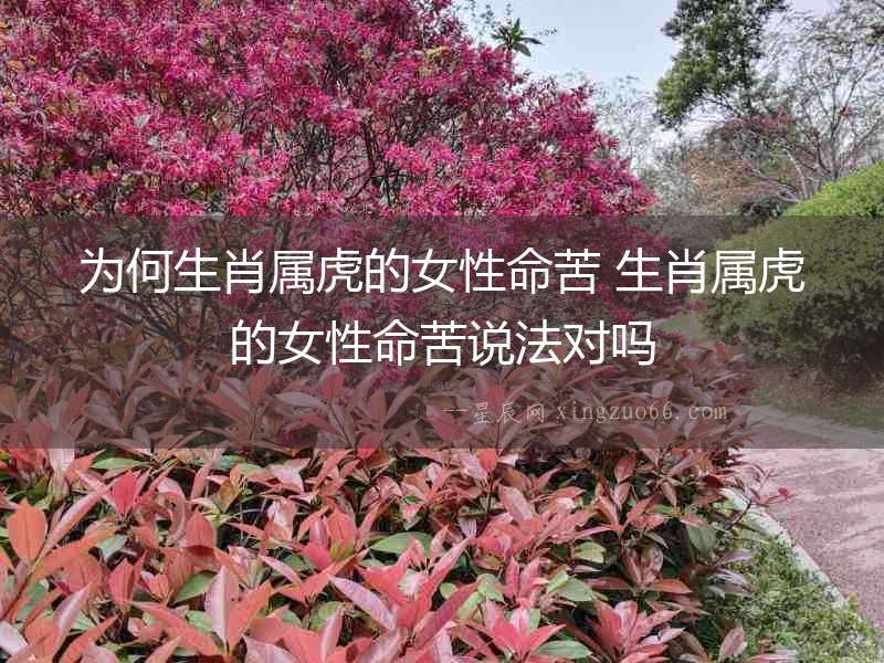 為何生肖屬虎的女性命苦 生肖屬虎的女性命苦說法對嗎