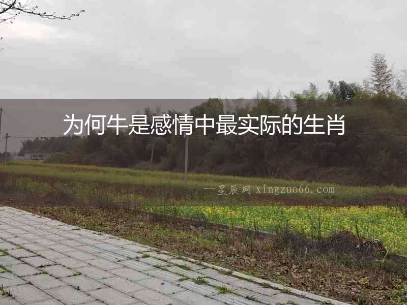 為何牛是感情中最實際的生肖
