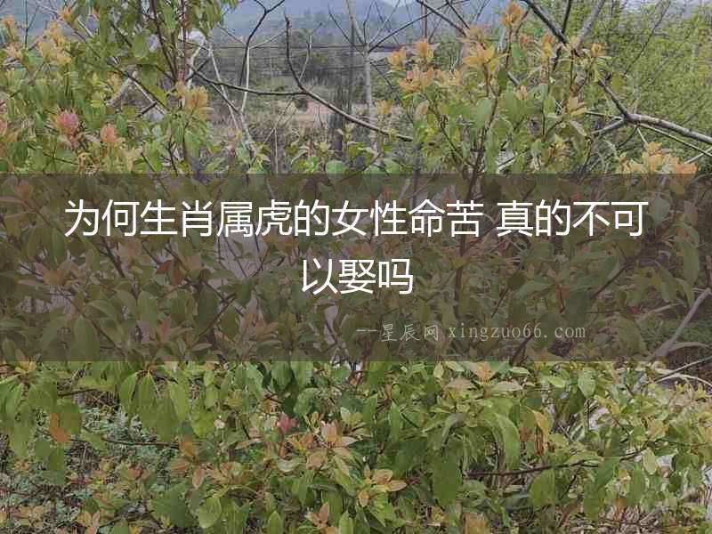 為何生肖屬虎的女性命苦 真的不可以娶嗎