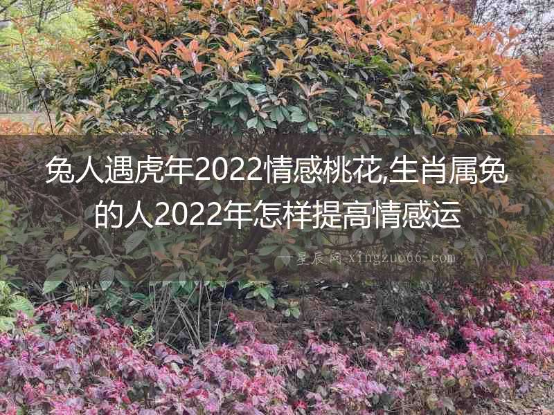 兔人遇虎年2022情感桃花,生肖屬兔的人2022年怎樣提高情感運