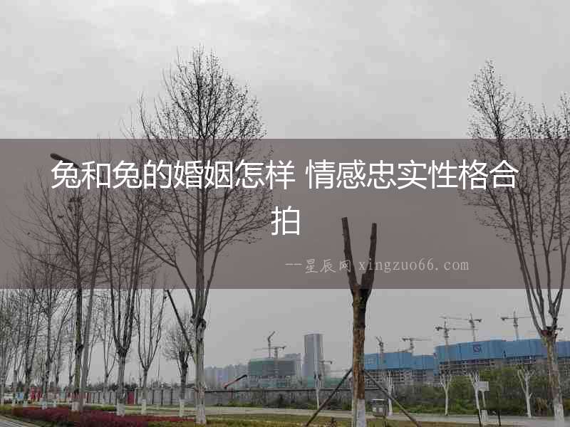 兔和兔的婚姻怎樣 情感忠實性格合拍