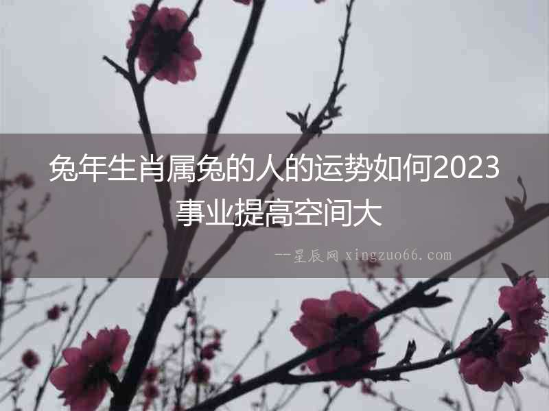 兔年生肖屬兔的人的運勢如何2023 事業提高空間大