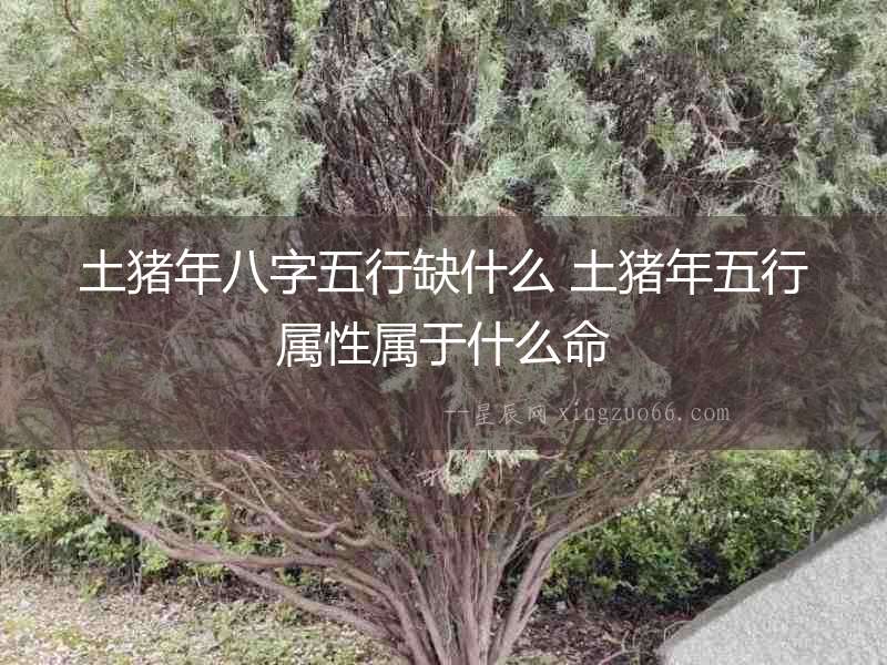 土豬年八字五行缺什么 土豬年五行屬性屬于什么命