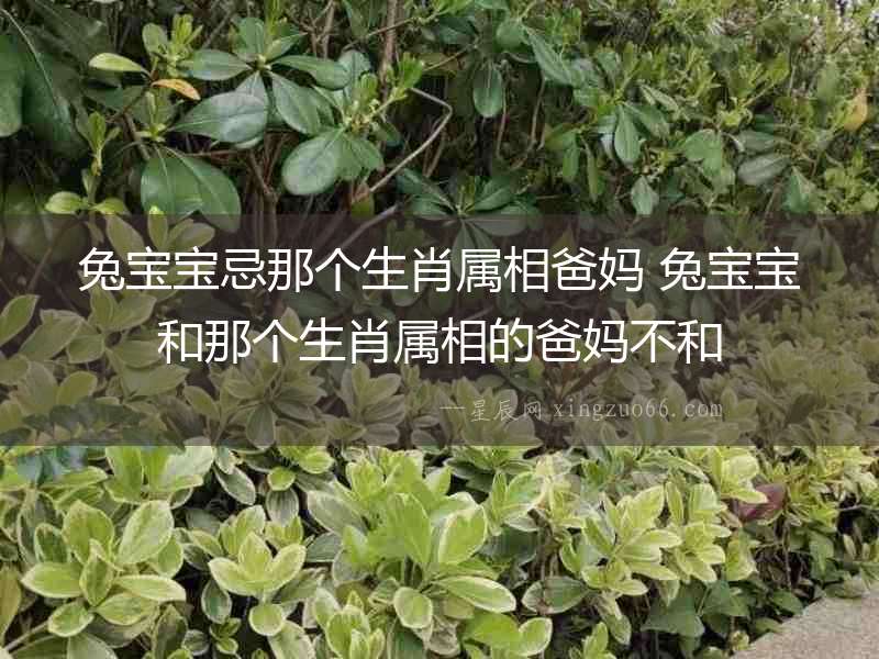 兔寶寶忌那個生肖屬相爸媽 兔寶寶和那個生肖屬相的爸媽不和