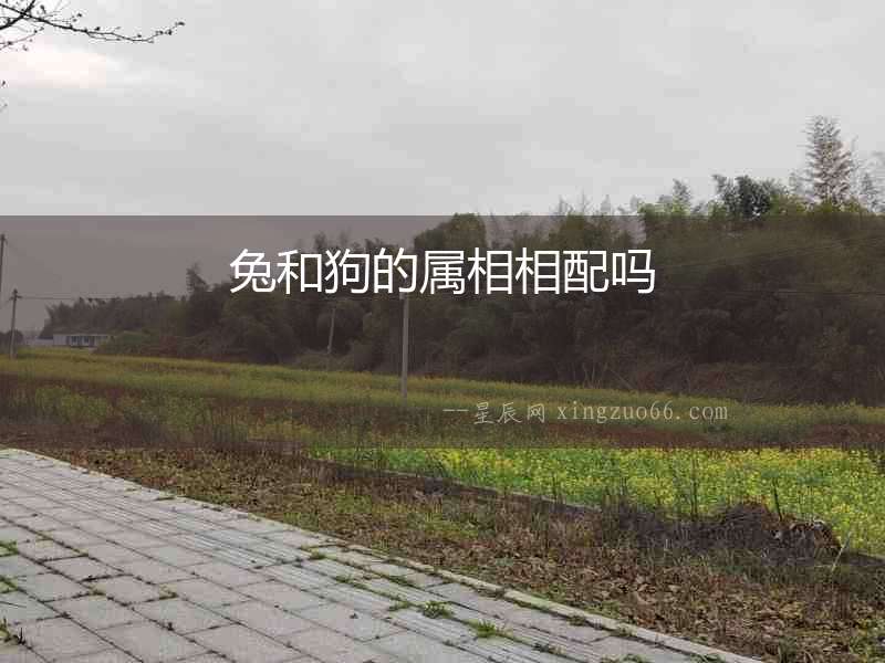 兔和狗的屬相相配嗎