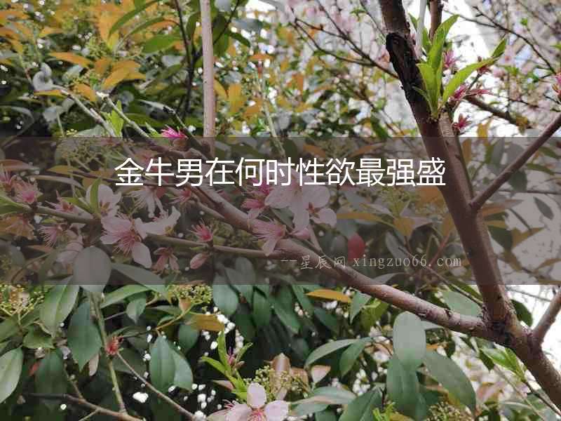 金牛男在何時性欲最強盛