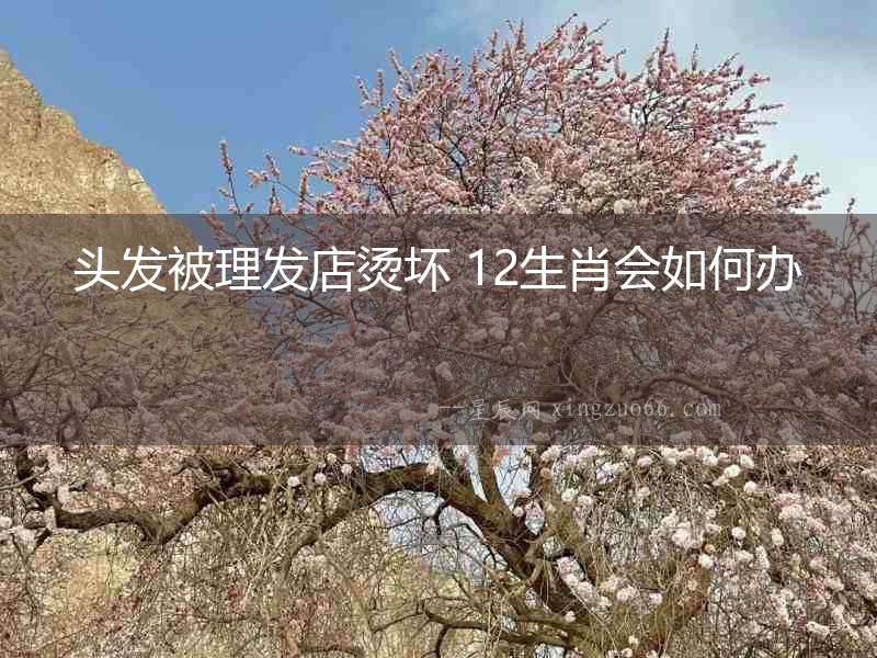 頭發被理發店燙壞 12生肖會如何辦