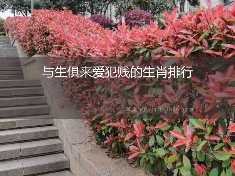 與生俱來愛犯賤的生肖排行