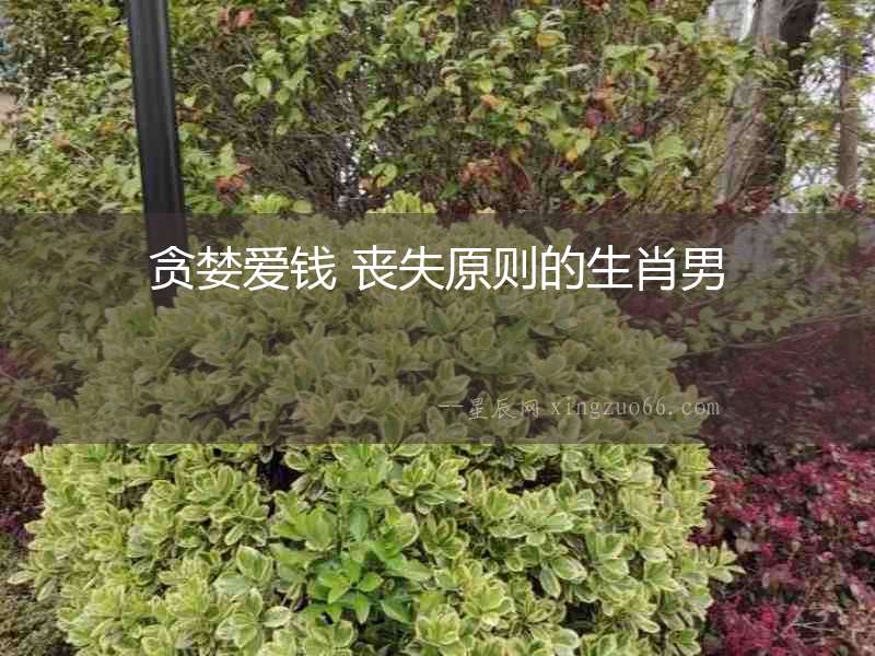 貪婪愛錢 喪失原則的生肖男