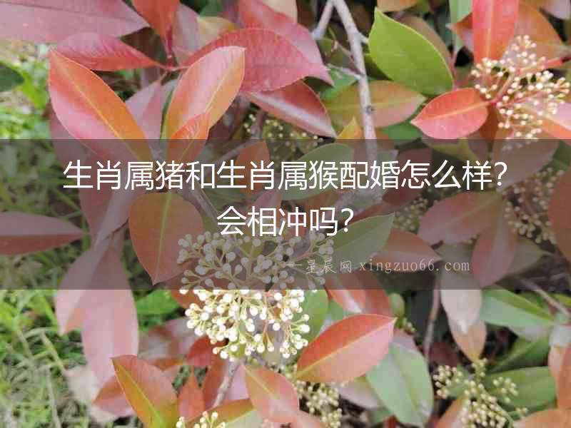 生肖屬豬和生肖屬猴配婚怎么樣？會相沖嗎？