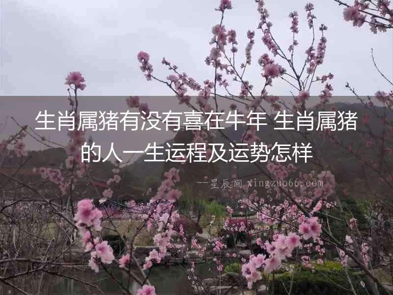 生肖屬豬有沒有喜在牛年 生肖屬豬的人一生運程及運勢怎樣